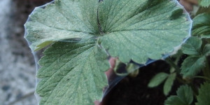 Beitragsbild des Blogbeitrags Pflanzenschädlinge auf dem Balkon: ein Plädoyer 