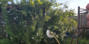 Beitragsbild des Blogbeitrags Phantasiereise “Pusteblume”
