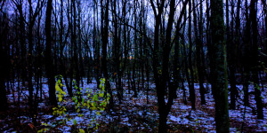 Beitragsbild des Blogbeitrags Den Wald vor Bäumen