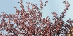 Beitragsbild des Blogbeitrags Noch ein Frühlingstag 