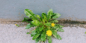 Beitragsbild des Blogbeitrags Murmeltiertag
