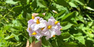 Beitragsbild des Blogbeitrags Kartoffeln im eigenen Garten