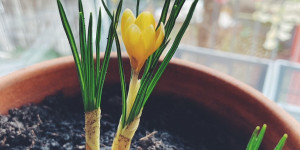 Beitragsbild des Blogbeitrags Jetzt die ersten Frühjahrsblüher in die Wohnung holen