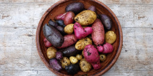 Beitragsbild des Blogbeitrags Kartoffeln aus dem Sack – für den Eigenanbau jetzt vorkeimen lassen 