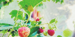 Beitragsbild des Blogbeitrags Erdbeeren am Balkon – Anbau- und Pflegetipps für eine prächtige Ernte 
