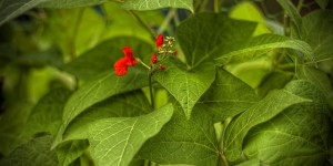 Beitragsbild des Blogbeitrags Die Feuerbohne – toller Sichtschutz mit essbaren Blüten und Früchten 
