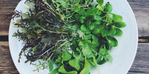Beitragsbild des Blogbeitrags Essbare Balkonpflanzen, die wenig Pflege benötigen 