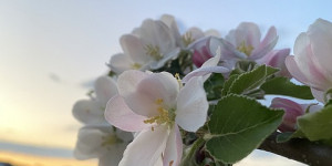Beitragsbild des Blogbeitrags Mondfest mit Supermond – ab Beltane ist der Sommer nicht mehr weit
