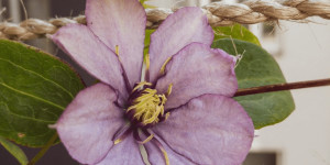 Beitragsbild des Blogbeitrags Clematis – majestätische Blütenpracht auf dem Balkon