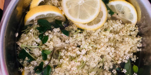 Beitragsbild des Blogbeitrags Aus Holunderblüten Sirup zubereiten