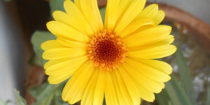 Beitragsbild des Blogbeitrags Ringelblume auf dem Balkon – nützlich und schön zugleich 