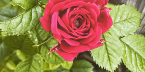 Beitragsbild des Blogbeitrags Blattläuse an Rosen – was ich dagegen tue