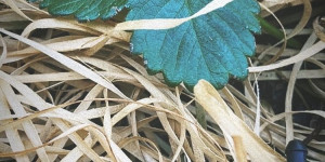 Beitragsbild des Blogbeitrags Mulchen auf dem Balkon – als Pflanzenschutz im Hochsommer ideal