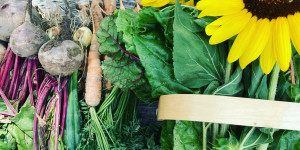Beitragsbild des Blogbeitrags Lughnasadh – den Beginn der Ernte feiern
