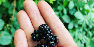 Beitragsbild des Blogbeitrags Im Hochsommer wilde Brombeeren sammeln 