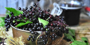 Beitragsbild des Blogbeitrags Jetzt ist Hollerbeeren-Zeit!