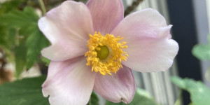 Beitragsbild des Blogbeitrags Zeit für Anemonen im Balkongarten