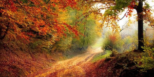 Beitragsbild des Blogbeitrags Mabon oder die Herbsttagundnachtgleiche – nochmal Blüten im Balkongarten