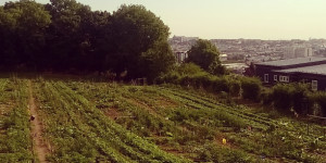 Beitragsbild des Blogbeitrags Neues Jahr, neuer Selbsterntegarten!