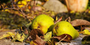 Beitragsbild des Blogbeitrags Im Oktober Wildbirnen sammeln