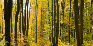 Beitragsbild des Blogbeitrags Unser Hauswald in Ottakring