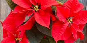 Beitragsbild des Blogbeitrags Weihnachtsstern – prächtige Zierpflanze fürs Zimmer