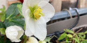 Beitragsbild des Blogbeitrags Ich kann mich an der Christrose einfach nicht satt sehen