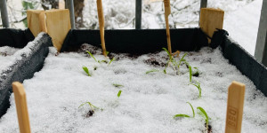 Beitragsbild des Blogbeitrags Verschneiter Balkon – verschneites Wien