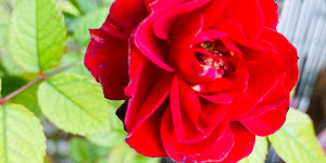 Beitragsbild des Blogbeitrags Winterbeginn und die Rose blüht
