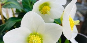Beitragsbild des Blogbeitrags Die Christrose steht in voller Blüte 
