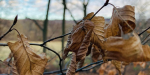Beitragsbild des Blogbeitrags Waldentdeckungen