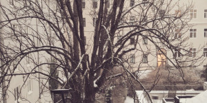 Beitragsbild des Blogbeitrags Schneeverwehung in Wien 