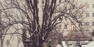 Beitragsbild des Blogbeitrags Schneeverwehung in Wien