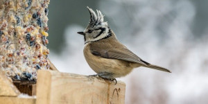 Beitragsbild des Blogbeitrags Vögel auf dem Winterbalkon versorgen! 