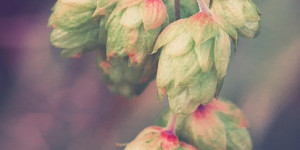 Beitragsbild des Blogbeitrags Vielseitig verwendbaren Hopfen am Balkon anbauen 