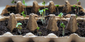 Beitragsbild des Blogbeitrags Geldspar- und Recycling-Tipps für den Gemüse-Anbau auf dem Balkon