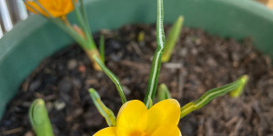 Beitragsbild des Blogbeitrags Imbolc im Februar – Balkongartenarbeiten und Frühjahrsblüher 