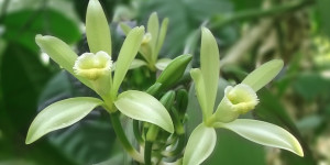 Beitragsbild des Blogbeitrags Vanille selber anbauen – eine Orchidee fürs Bad 