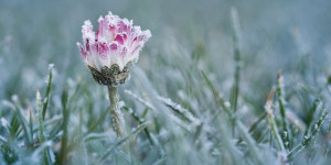 Beitragsbild des Blogbeitrags Gänseblümchen blühen das ganze Jahr 