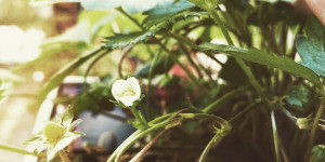 Beitragsbild des Blogbeitrags Erdbeeren am Balkon – Anbau- und Pflegetipps für eine prächtige Ernte 
