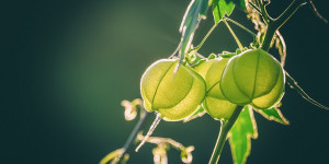 Beitragsbild des Blogbeitrags Erdkirsche am Balkon – Zierstaude und Nutzpflanze zugleich