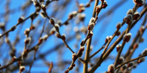 Beitragsbild des Blogbeitrags Frühlingsbeginn im März – jetzt beginnt die schöne Balkongartenarbeit