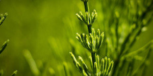Beitragsbild des Blogbeitrags Den Ackerschachtelhalm als Heilkraut und essbare Wildpflanze sammeln 
