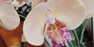 Beitragsbild des Blogbeitrags Orchideenblüte 