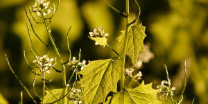 Beitragsbild des Blogbeitrags Knoblauchsrauke sammeln – praktische Gewürzpflanze für die Küche 
