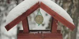 Beitragsbild des Blogbeitrags Der Balkongarten im Winter – auf das Vögel füttern nicht vergessen! 