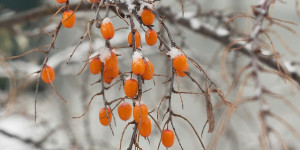 Beitragsbild des Blogbeitrags Wildpflanzen im Winter: Superfood Sanddorn