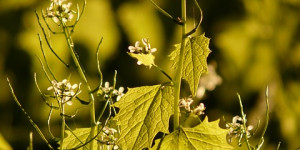 Beitragsbild des Blogbeitrags Knoblauchsrauke sammeln – praktische Gewürzpflanze für die Küche