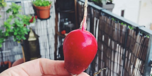 Beitragsbild des Blogbeitrags Wintergemüse: Radieschen am Balkon ziehen