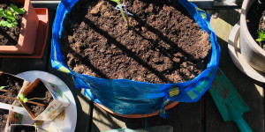Beitragsbild des Blogbeitrags Frühlingserwachen im Balkongarten und auf weiter Flur